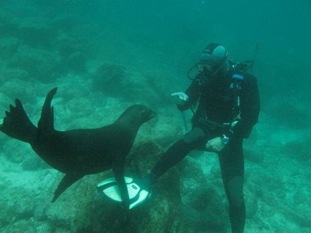  Plongée dans la mer de Cortés 